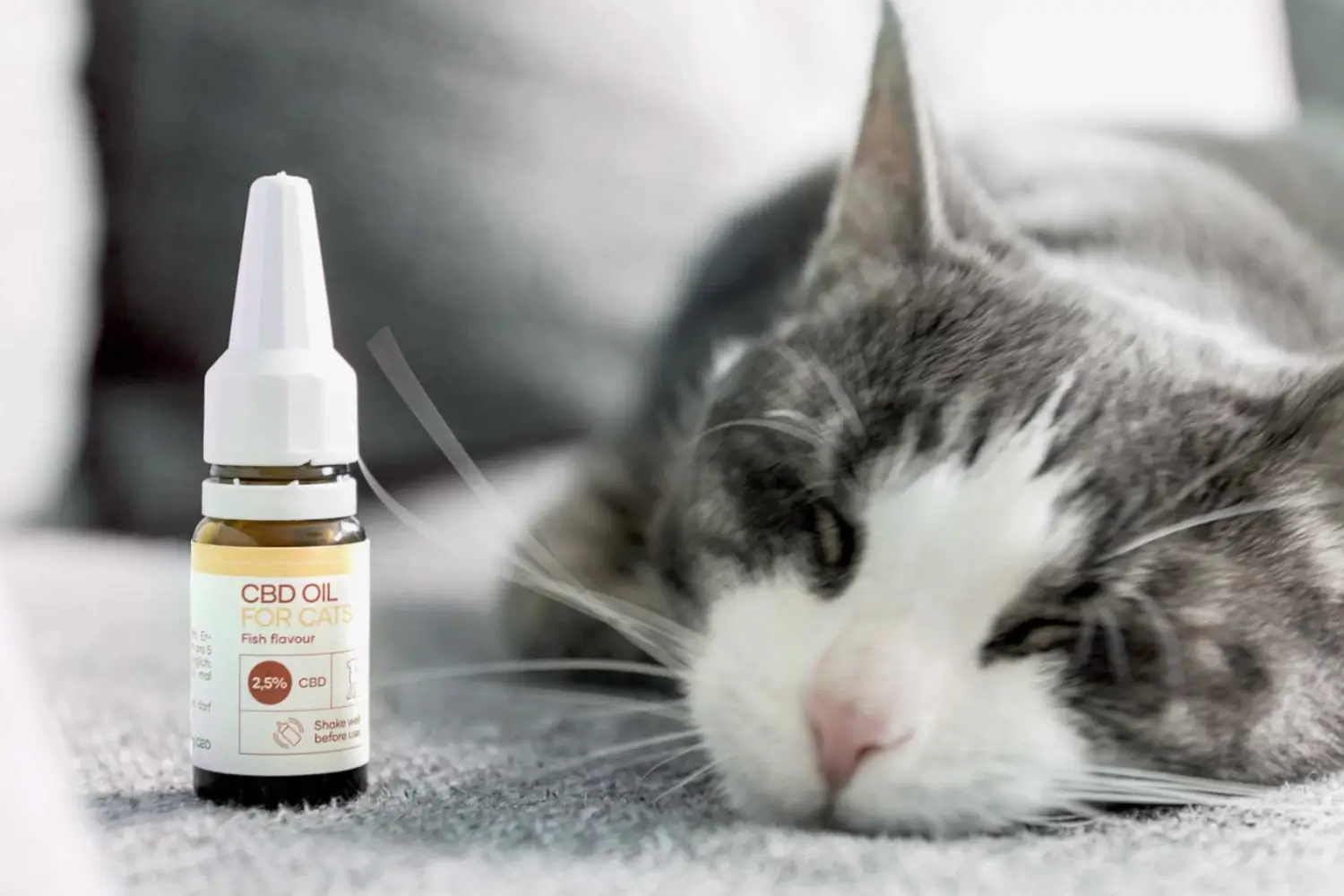 Luksuris CBD-oplevelse til din kat