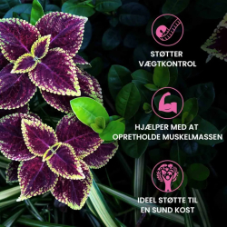 Forskolina | 3 x 60 kapsu&#322;ek | Suplement diety na spalanie tkanki t&#322;uszczowej